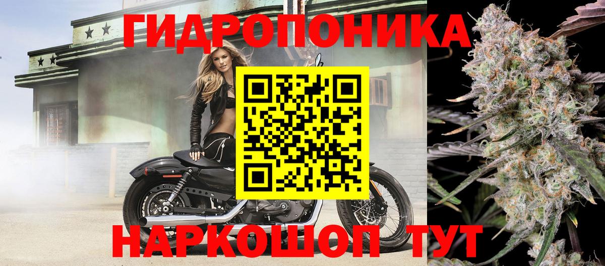 Канабис сатива Губкинский